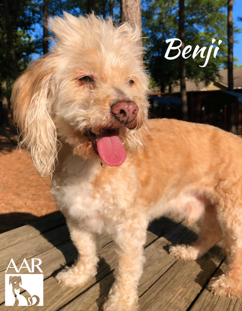 Benji, an adoptable Cockapoo, Cairn Terrier in Magnolia, TX, 77355 | Photo Image 4