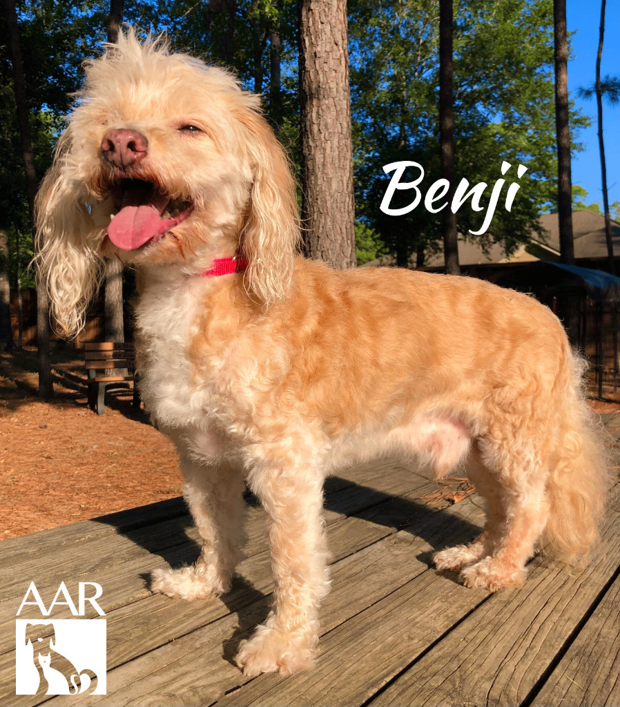 Benji, an adoptable Cockapoo, Cairn Terrier in Magnolia, TX, 77355 | Photo Image 5