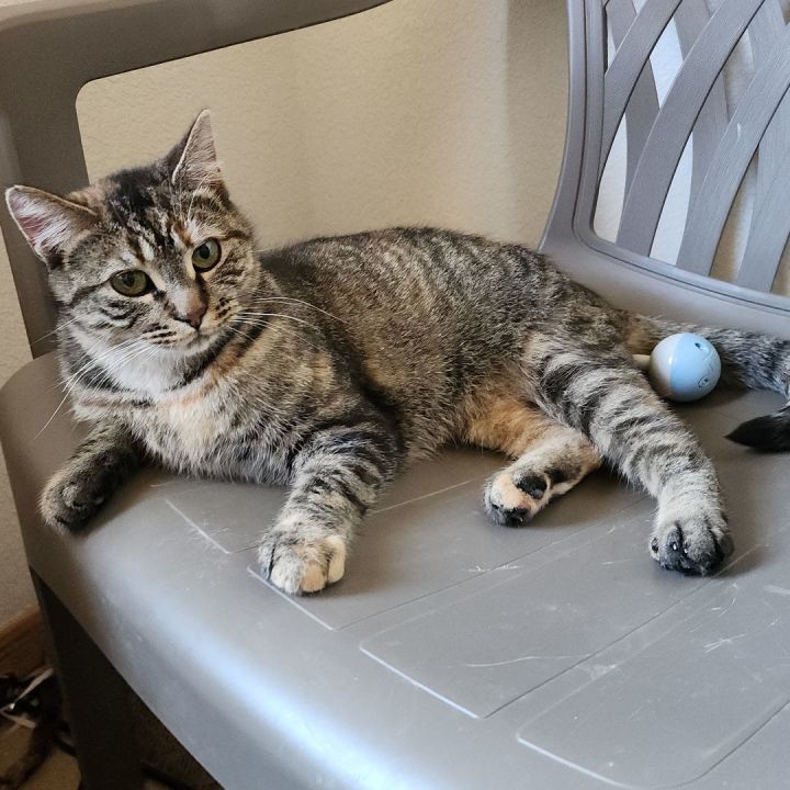 Cat for adoption Lily, a Domestic Short Hair in Wahpeton, ND Petfinder