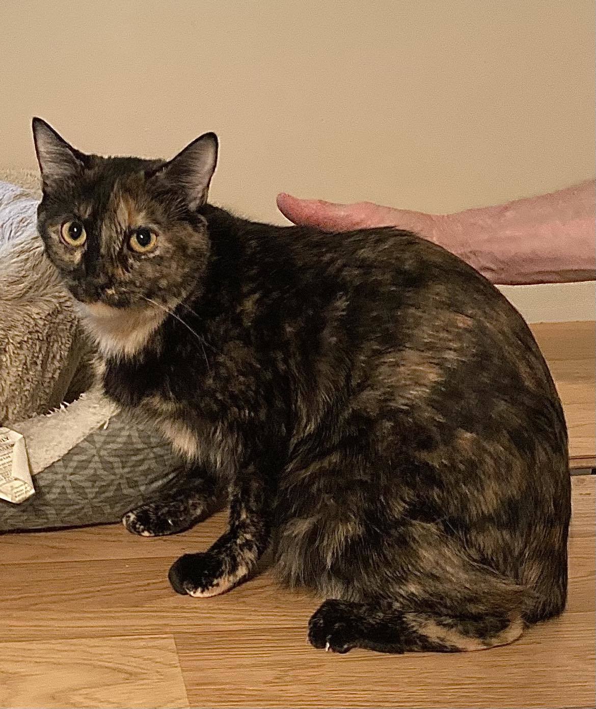 RORY, an adoptable Tortoiseshell in Capshaw, AL, 35742 | Photo Image 1