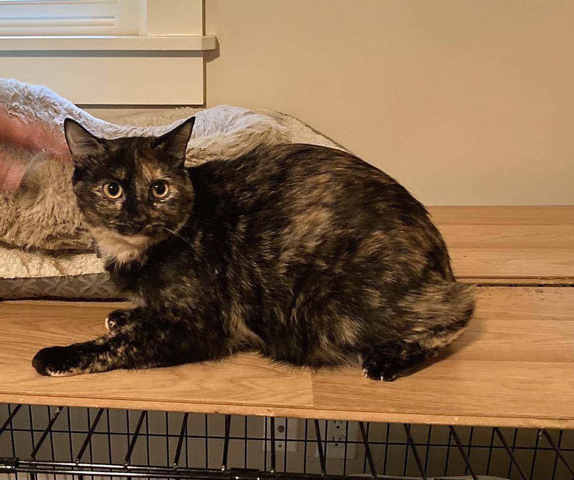 RORY, an adoptable Tortoiseshell in Capshaw, AL, 35742 | Photo Image 2