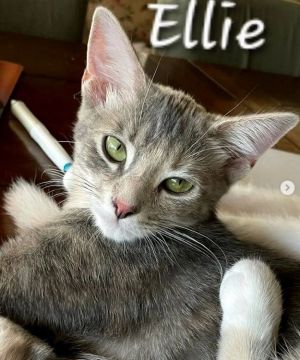 Ellie Domestic Short Hair Cat