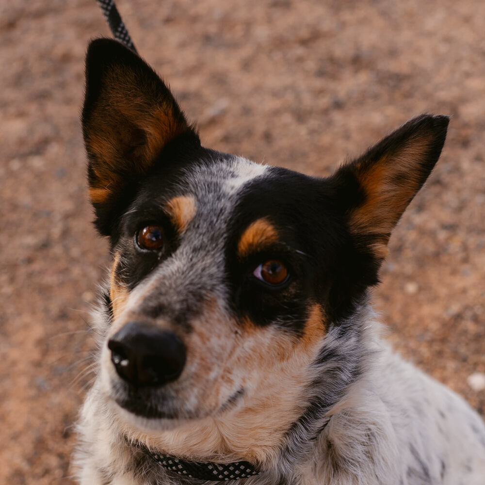 Harlow, an adoptable Cattle Dog in Page, AZ, 86040 | Photo Image 1