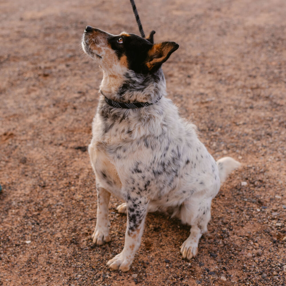 Harlow, an adoptable Cattle Dog in Page, AZ, 86040 | Photo Image 2