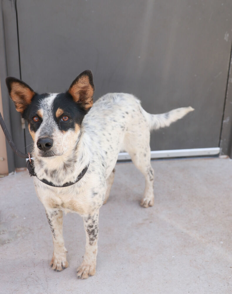 Harlow, an adoptable Cattle Dog in Page, AZ, 86040 | Photo Image 3