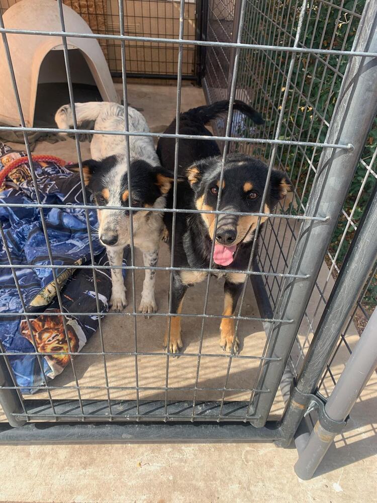 Harlow, an adoptable Cattle Dog in Page, AZ, 86040 | Photo Image 4