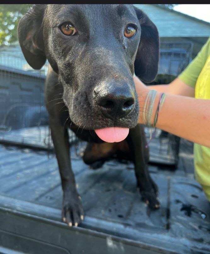 Dog for adoption - Brady, a Labrador Retriever Mix in Zimmerman, MN