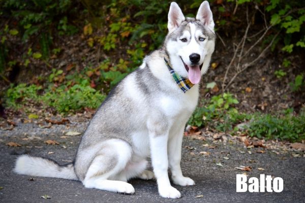 Balto 