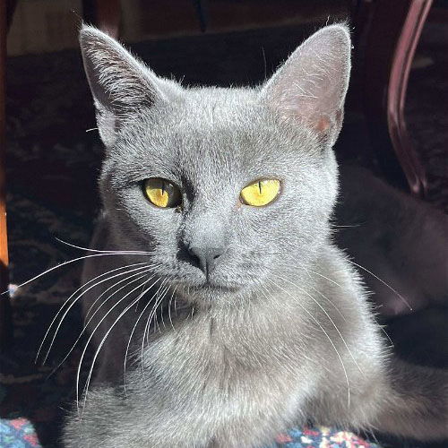 Rochelle, an adoptable Domestic Short Hair in Laramie, WY, 82073 | Photo Image 1