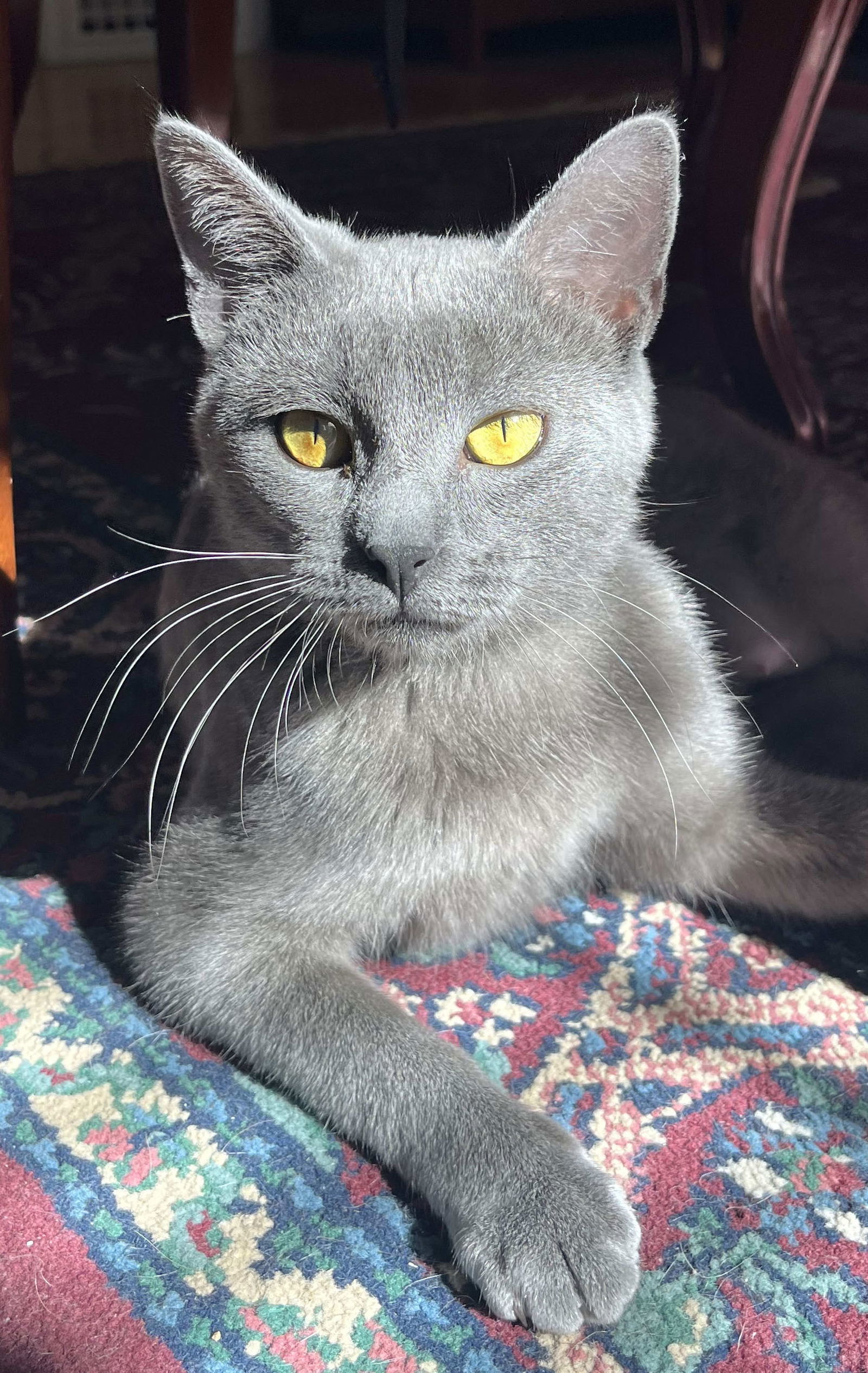 Rochelle, an adoptable Domestic Short Hair in Laramie, WY, 82073 | Photo Image 2