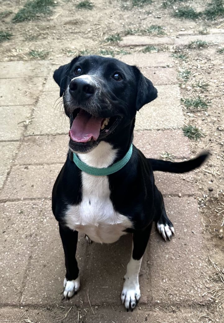 Black and white clearance labrador retriever mix