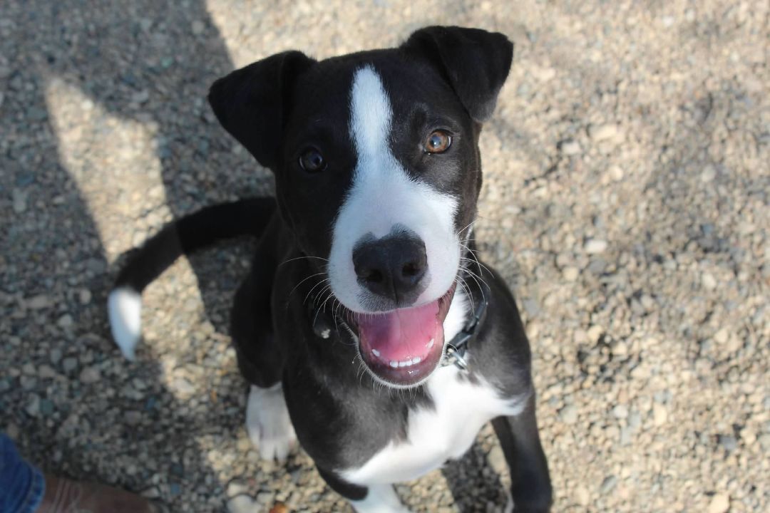 Chance, an adoptable Mixed Breed in Pierre, SD, 57501 | Photo Image 1