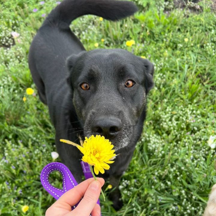 Black lab german shepherd best sale chow mix