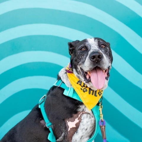 Baloo, an adoptable Mixed Breed in Kailua Kona, HI, 96740 | Photo Image 1