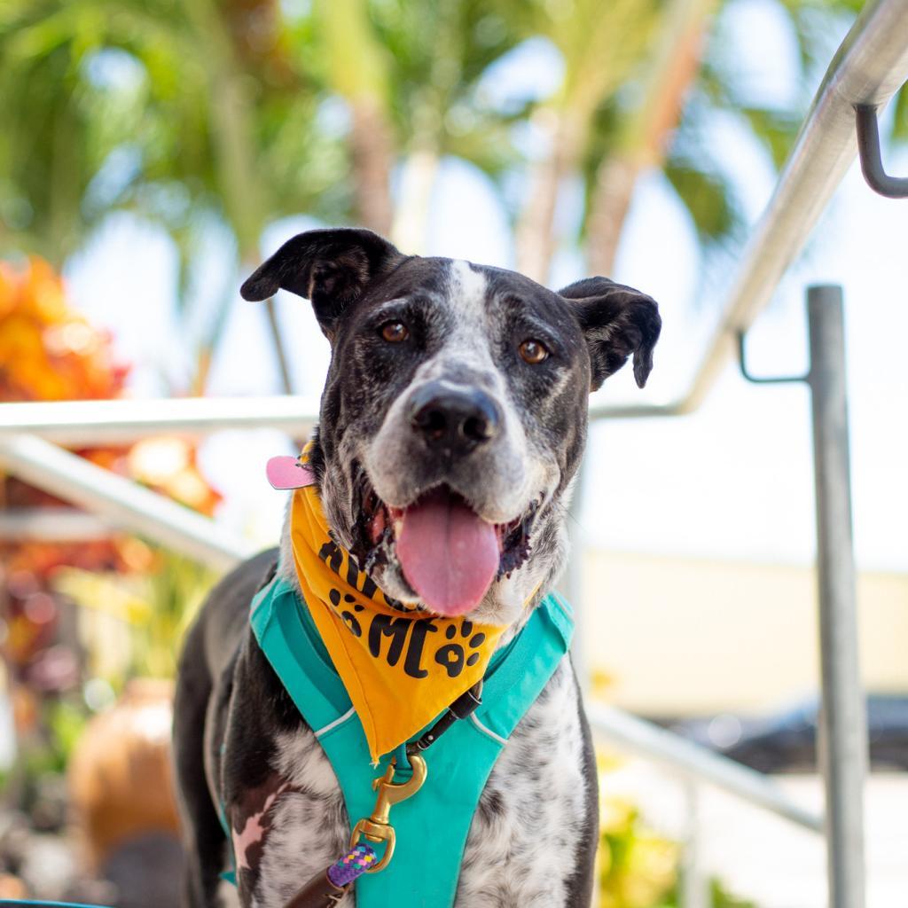 Baloo, an adoptable Mixed Breed in Kailua Kona, HI, 96740 | Photo Image 1