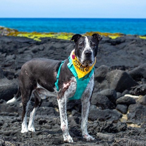 Baloo, an adoptable Mixed Breed in Kailua Kona, HI, 96740 | Photo Image 3
