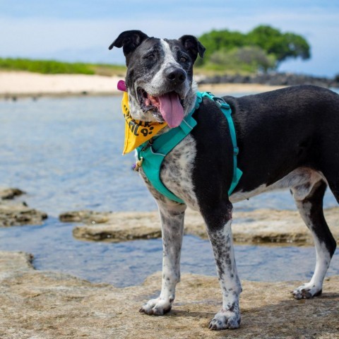 Baloo, an adoptable Mixed Breed in Kailua Kona, HI, 96740 | Photo Image 3