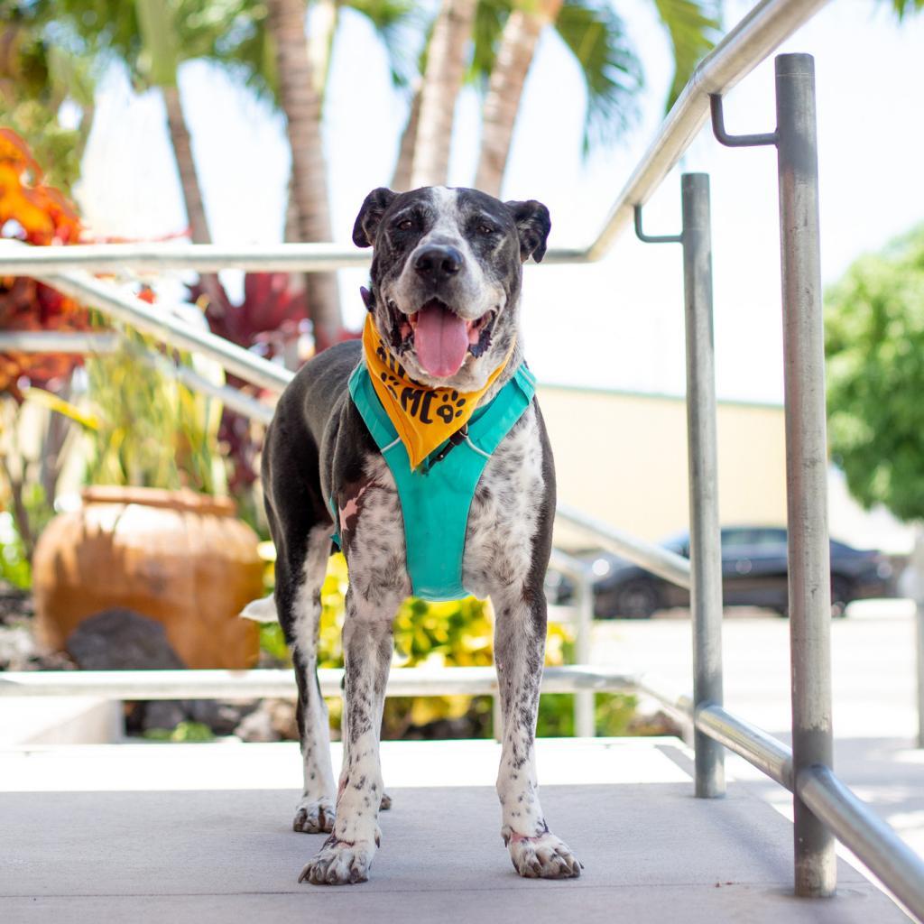 Baloo, an adoptable Mixed Breed in Kailua Kona, HI, 96740 | Photo Image 3