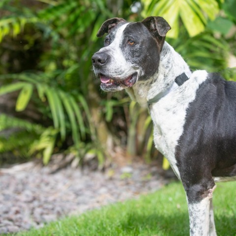 Baloo, an adoptable Mixed Breed in Kailua Kona, HI, 96740 | Photo Image 4