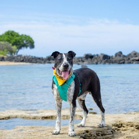 Baloo, an adoptable Mixed Breed in Kailua Kona, HI, 96740 | Photo Image 4