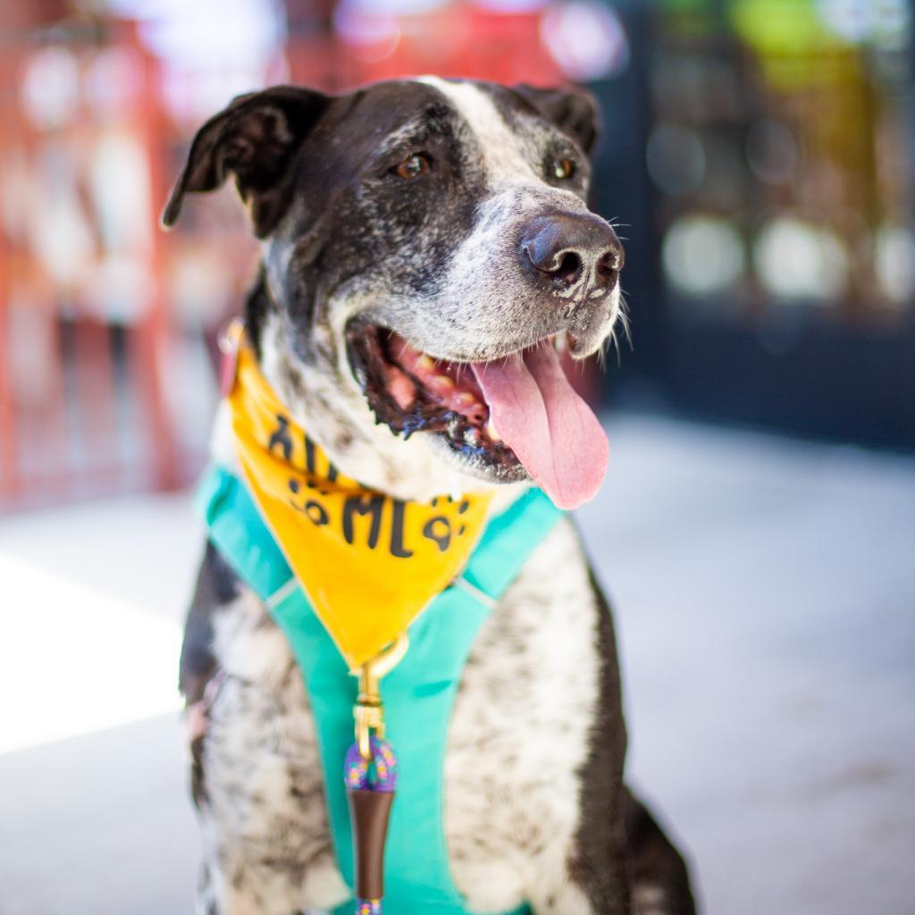 Baloo, an adoptable Mixed Breed in Kailua Kona, HI, 96740 | Photo Image 4