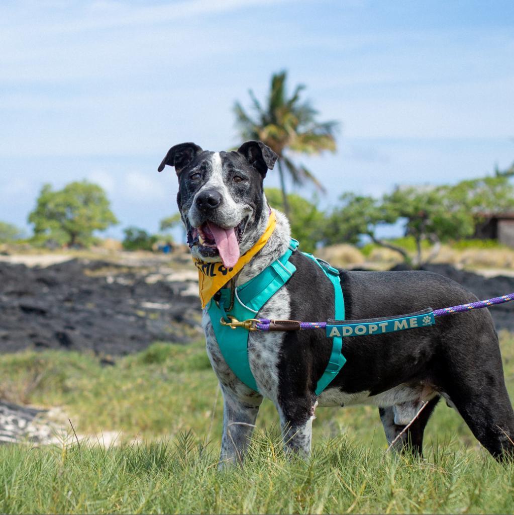 Baloo, an adoptable Mixed Breed in Kailua Kona, HI, 96740 | Photo Image 5