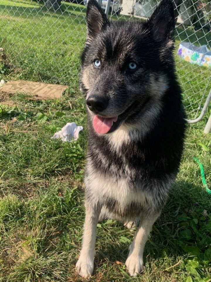 Husky hot sale cross mastiff