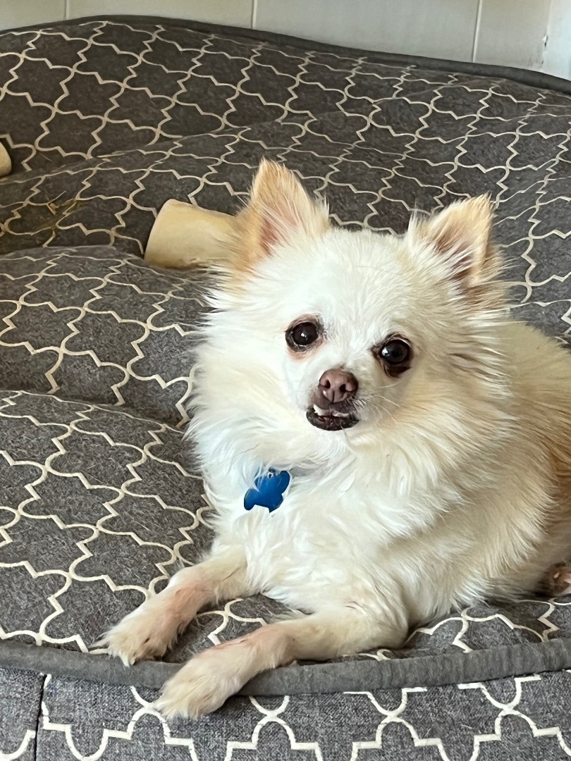 Pomeranian rescue hot sale midwest