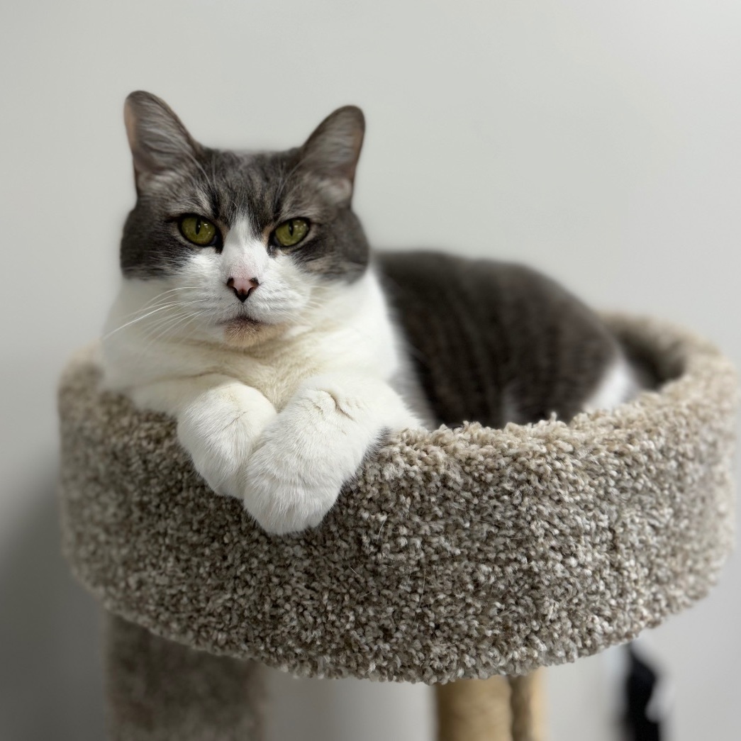 Cat for adoption Mickey, a Domestic Short Hair Mix in Valdosta, GA