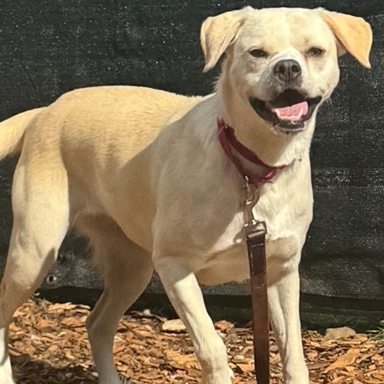 Pug and 2024 lab mix