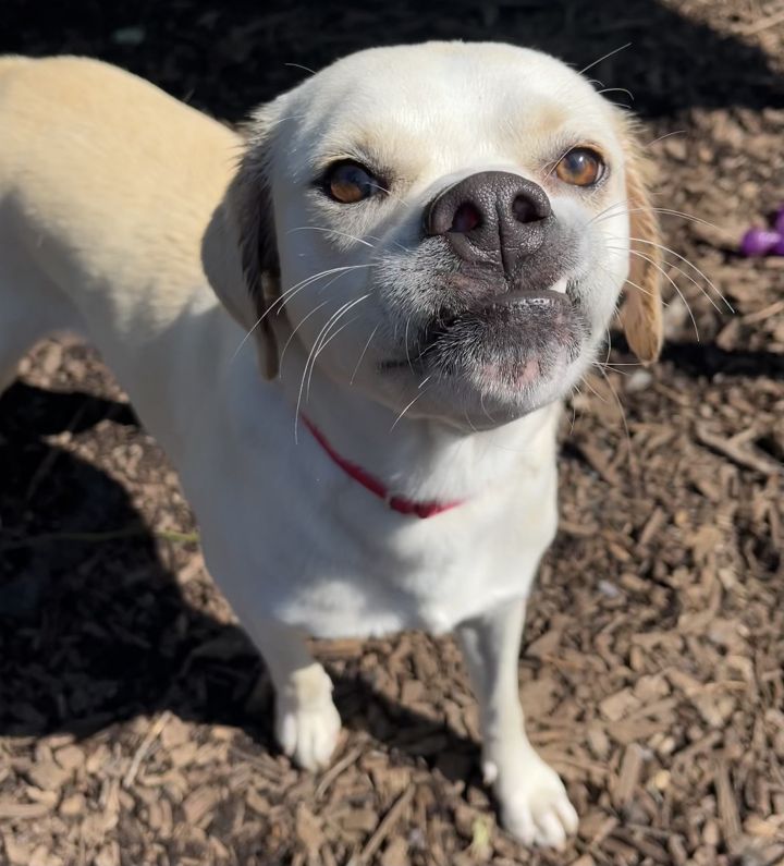 Dog for adoption Leigh available by appointment, a Pug & Labrador