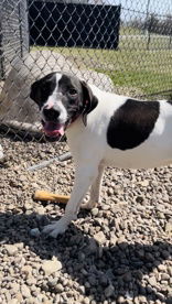 Guava, an adoptable Mixed Breed in Oskaloosa, IA, 52577 | Photo Image 1