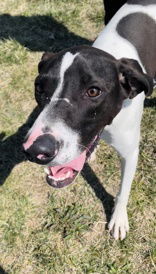 Guava, an adoptable Mixed Breed in Oskaloosa, IA, 52577 | Photo Image 2