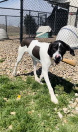 Guava, an adoptable Mixed Breed in Oskaloosa, IA, 52577 | Photo Image 3