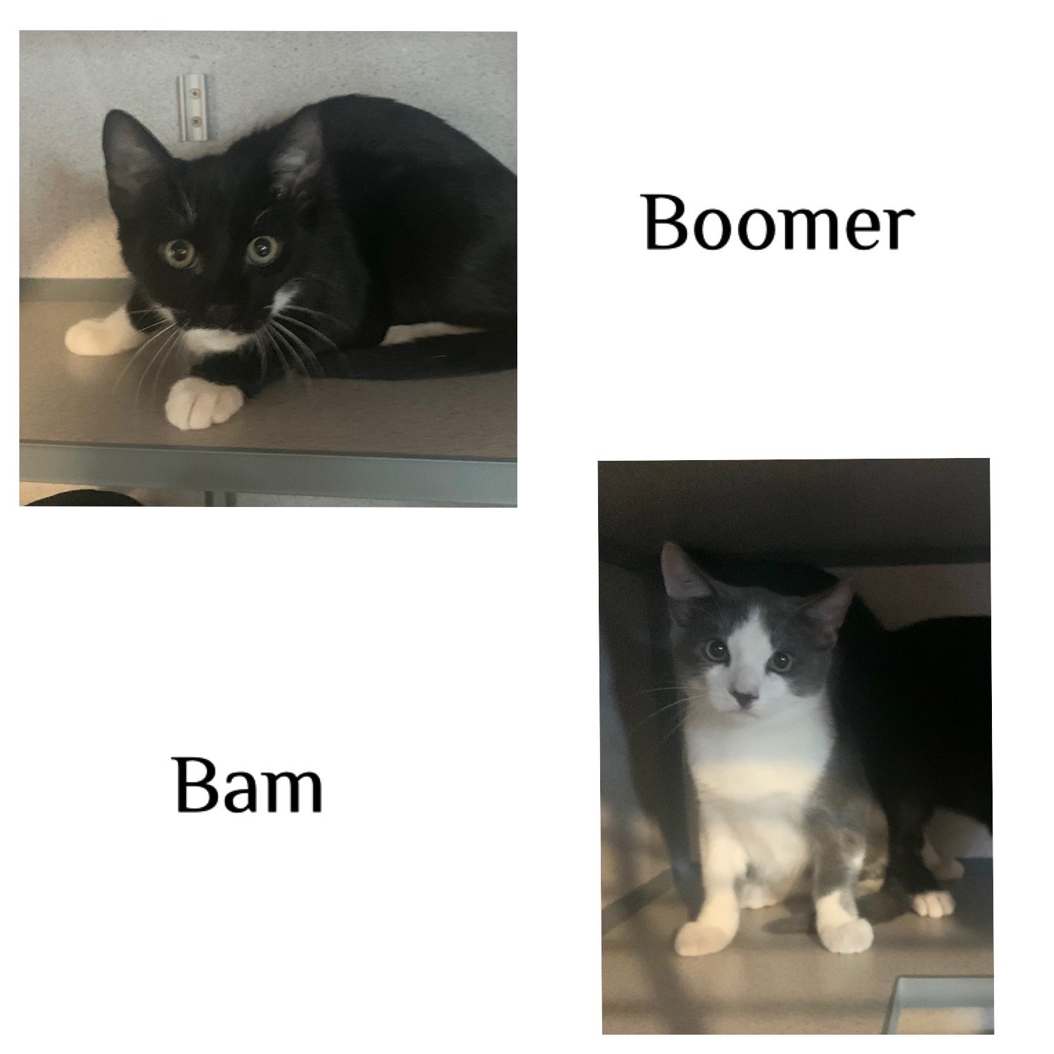Boomer & Bam - BONDED