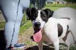 Pomegranate, an adoptable Mixed Breed in Oskaloosa, IA, 52577 | Photo Image 1