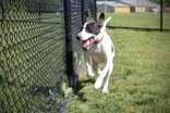 Pomegranate, an adoptable Mixed Breed in Oskaloosa, IA, 52577 | Photo Image 3