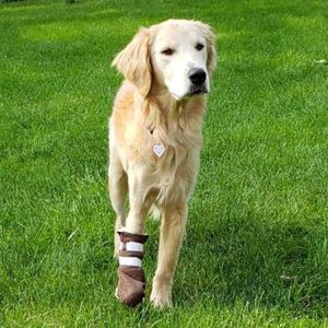 Golden retriever sale logger boots