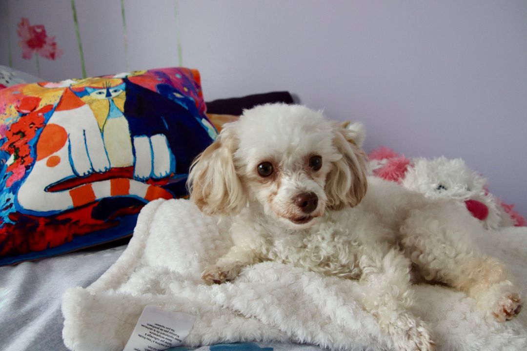 Ella, an adoptable Poodle in Leduc, AB, T9E 0B9 | Photo Image 2