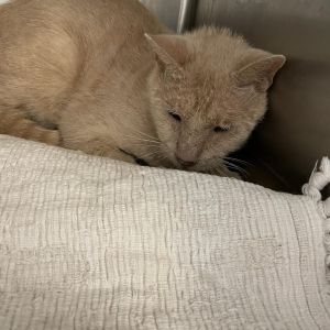 Purge, Senior Male Domestic Short Hair