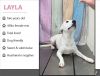Foster Layla!