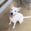 Foster Layla!