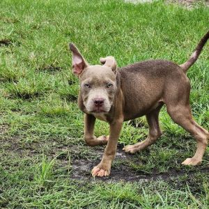 Pit bull - Tucker - Mid-America Bully Breed Rescue