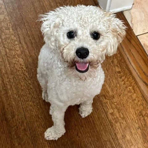 Dog for adoption - Jordan, a Maltese & Poodle Mix in Pearland, TX ...