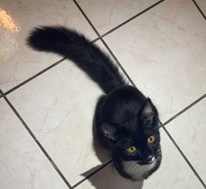 Tuxie Tuxedo Cat