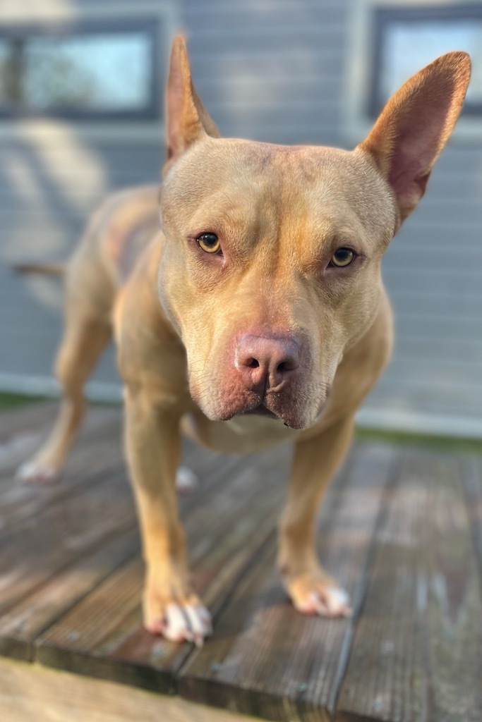 Diamond, an adoptable Pit Bull Terrier in Liverpool, NY, 13088 | Photo Image 1