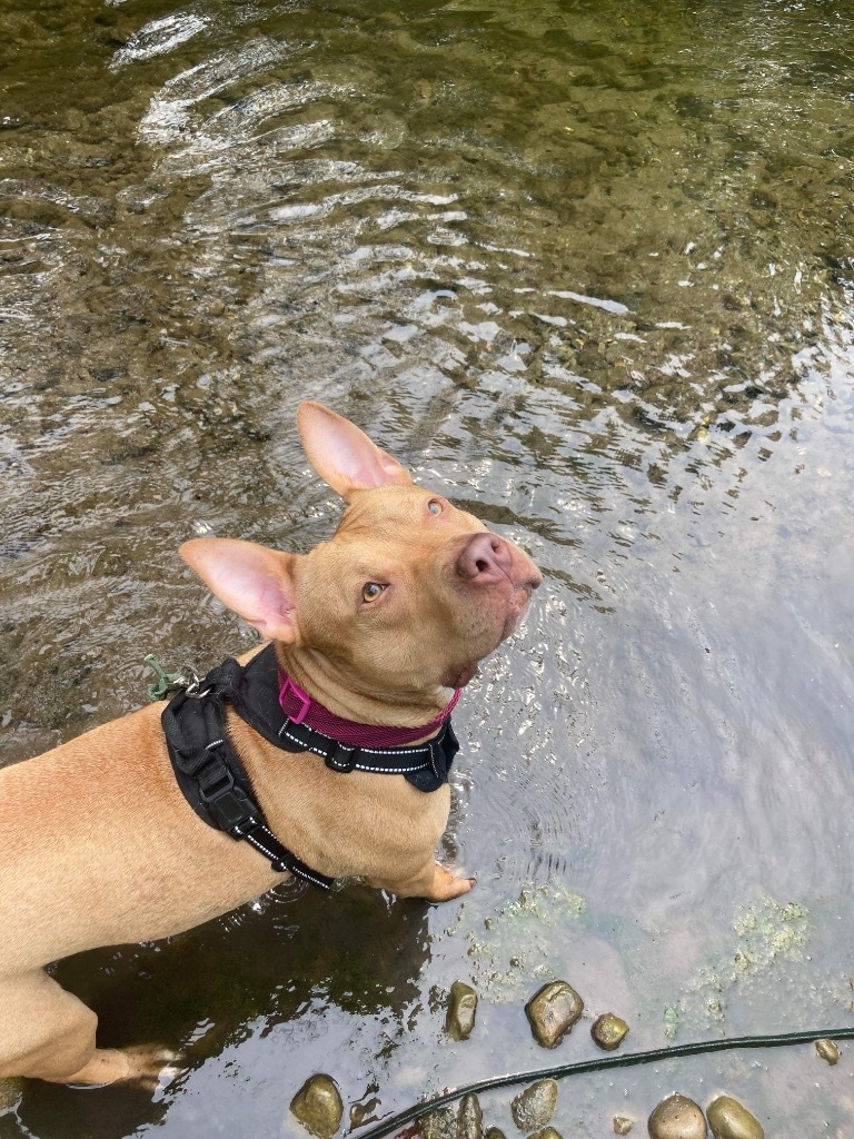 Diamond, an adoptable Pit Bull Terrier in Liverpool, NY, 13088 | Photo Image 3