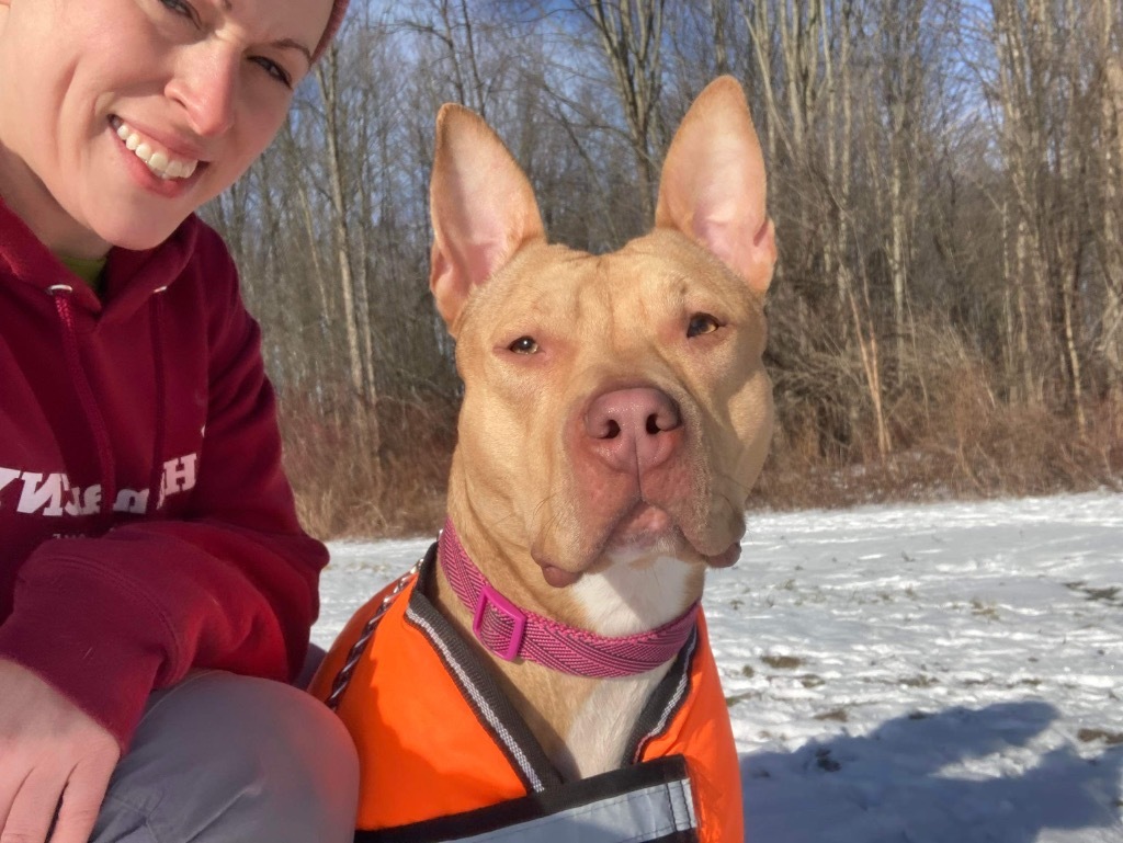 Diamond, an adoptable Pit Bull Terrier in Liverpool, NY, 13088 | Photo Image 4