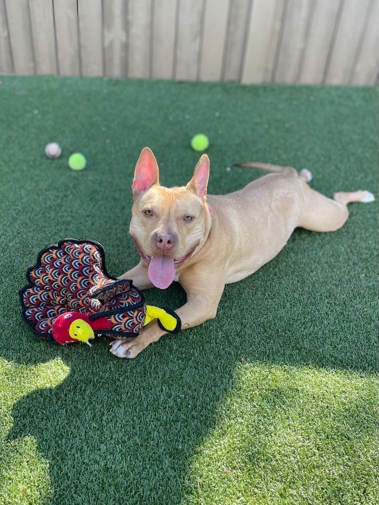 Diamond, an adoptable Pit Bull Terrier in Liverpool, NY, 13088 | Photo Image 4