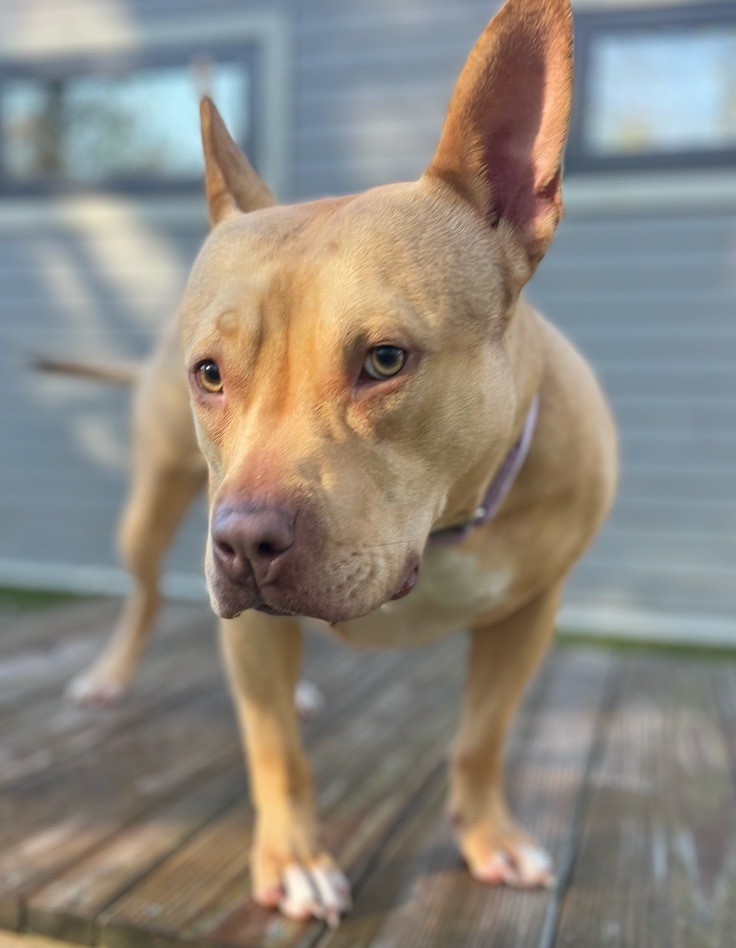 Diamond, an adoptable Pit Bull Terrier in Liverpool, NY, 13088 | Photo Image 5